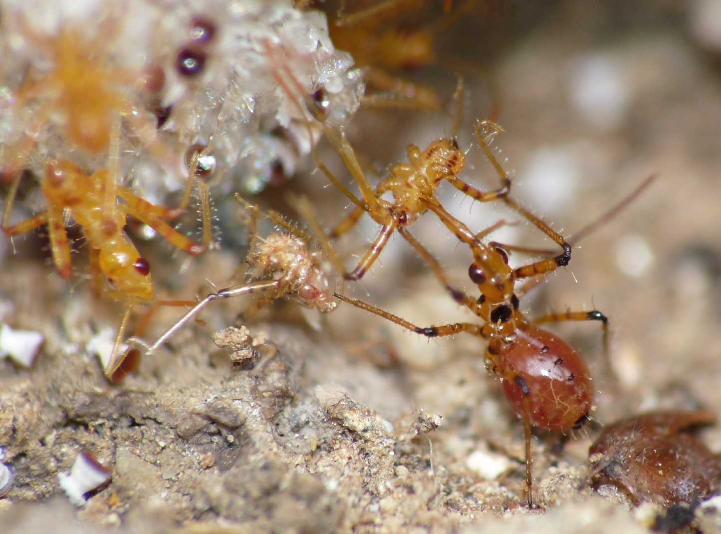 Rhynocoris : Parenti ..... serpenti!